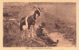 ANIMAL - Chèvre - Chèvre Gardant Sa Chevrière - Carte Postale Ancienne - Autres & Non Classés