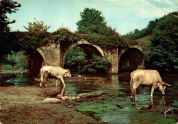 N2 - Le Pays Basque - Le Pont Romain - Taureaux - Stiere