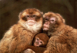 N2 - Carte Postale Animaux - Famille De Singes - Singes