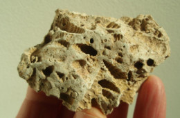 Bloc Incrusté D'empreintes De Fossiles - Fossils