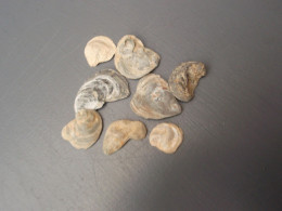 Petit Lot De Petits Fossiles - Coquilles - D'une Vieille Collection. - Fossils