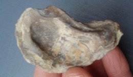 Coquille Fossilisée - D'une Vieille Collection. - Fossils