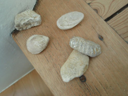 Quelques Fossiles   - D'une Vieille Collection. - Fossils