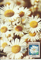 Carte Maximum - Bulgarie - Fleurs - Flores - Leucanthemum Vulgare - Margaridas - Malmequeres - Briefe U. Dokumente