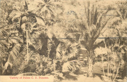 PANAMA  Variety Of Palms - Panamá