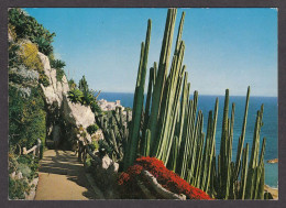 112783/ MONACO, Le Jardin Exotique, *Cierges : Orgues Du Mexique* - Exotische Tuin