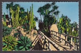 112786/ MONACO, Le Jardin Exotique, Agaves, Cereus, Yuccas Et Divers - Jardín Exótico