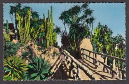 112786/ MONACO, Le Jardin Exotique, Agaves, Cereus, Yuccas Et Divers - Jardin Exotique