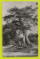 Guinée Française CONAKRY N°3 Gros Arbre Fromager Sur La Corniche 30m De Haut En 1954 Exclusivité Pariscoa Cliché Pep's - Guinée Française