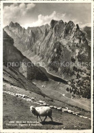 11638721 Faehlensee Blick Auf Bollenwies Altmann Hundstein Schafe Altmann - Altri & Non Classificati