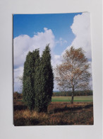 Herbst In Der Lüneburger Heide Bei Schneverdingen - Schneverdingen