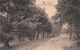 Genck - Chemin Dans Les Sapinières - Genk