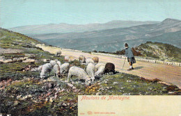 FRANCE - Moutons De Montagne - Berger - Colorisé - Carte Postale Ancienne - Sonstige & Ohne Zuordnung