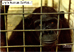 10-1-2024 (4 W 46) Ape Or Monkey / Singe Chimpanzée - Y'a Plus De Justice - Singes