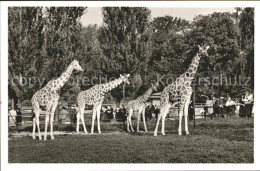 72124404 Giraffe Tierpark Hellabrunn Muenchen Netz-Giraffen  - Singes