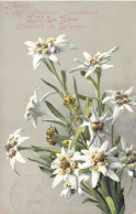 FLEUR PLANTE - Fleur - Honneur à Notre Gracieuse Souveraine SM La Reine Elisabeth De Belgique - Carte Postale Ancienne - Blumen