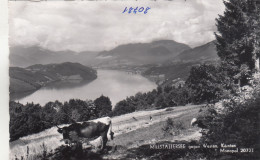 E2259)  MILLSTÄTTERSEE Gegen Westen - Kärnten - Alte FOTO AK - Mit Kuh Im Vordergrund ALT! - Millstatt