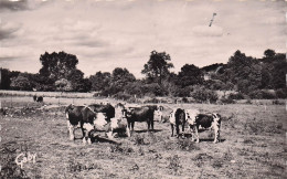 Longny Au Perche - Les Paturages  -  CPSM °J - Longny Au Perche