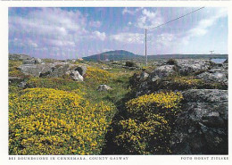 AK 194239 IRELAND - County Galway - Bei Roundstone In Connemara - Galway