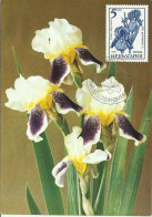 Carte Maximum - Fleurs - Bulgarie - Orquideas - Orchidées - Orchids - Cartas & Documentos
