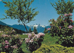 AK 194305 CANADA - British Columbia - North Vancouver - The Lions And Rhododendrons - Sonstige & Ohne Zuordnung