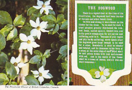 AK 194307 CANADA - British Columbia - The Provincial Flower - The Dogwood - Autres & Non Classés