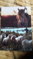 2 CPM CHEVAL CHEVAUX CONTRE JOUR TETE DE CHEVAL CAMARGUE CHEVAUX CAMARGUAIS DS LES ETANGS AVEC GARDIAN - Chevaux