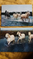 CPM CHEVAL CHEVAUX LA CAMARGUE PAYS DU CIEL BLEU ET DES MIRAGES MANADE DE CHEVAUX SAUVAGES  CAMARGUAIS A TRAVERS MARAIS - Chevaux