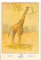 Chromo - Publicité Chocolat Delhaize - Série L'Afrique N° 21 - La Giraphe (Giraffe) - Sonstige & Ohne Zuordnung