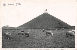 BELGIQUE - Waterloo - Le Lion - Moutons - Carte Postale - Waterloo