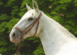 ANIMAL, WHITE HORSE, KLADRUBER, CZECH REPUBLIC, POSTCARD - Chevaux