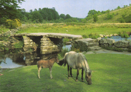 ANIMAL, HORSES, BRIDGE, DARTMOOR NATIONAL PARK, DEVON, UNITED KINGDOM, POSTCARD - Chevaux