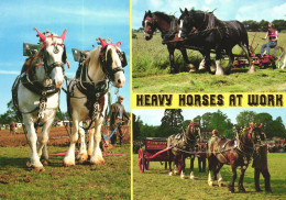 ANIMAL, HEAVY HORSES, AT WORK, TREASURE,  POSTCARD - Chevaux