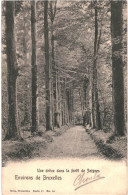 CPA Carte Postale Belgique Bruxelles Une Drève Dans La Forêt De Soignes 1907 VM75933 - Forêts, Parcs, Jardins