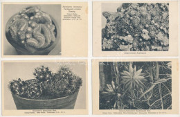 ** T2/T3 Kaktuszok, 8 Db Régi Képeslap / Cacti, 8 Different Old Postcards - Unclassified