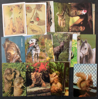 **, * 76 Db MODERN állatos Képeslap / 76 Modern Animal Motive Postcards - Sin Clasificación