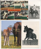 **, * 9 Db MODERN Lovak, Lovas Sport Motívum Képeslap + 2 Db Fotó / 9 Modern Motive Postcards: Horses, Equestrian Sports - Ohne Zuordnung