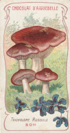 TRICHOLOME RUSSULE ( Chromo Chocolat D'Aiguebelle ) - Paddestoelen