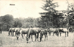 T2/T3 Dél-Magyarországi Ménes / Southern Hungarian Horse Stud (EK) - Ohne Zuordnung