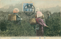 CHINE  Picking Out The Leavs Of The Tea -plants - China