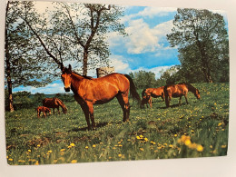 CPSM Ou CPM - Chevaux Dans La Nature - 135 - Chevaux