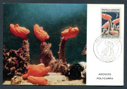 RC 26775 NOUVELLE CALEDONIE 1964 ASCIDIES POLYCARPA CARTE MAXIMUM - Cartes-maximum