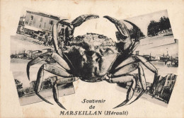 Marseillan * Souvenir De La Commune * Crabe - Marseillan