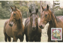 Tematica Cavalli - PULEDRI  ALL'ANZOLA - - Chevaux