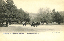 Belgique - Brussel - Bruxelles - Bois De La Cambre - Une Grande Allée - Bossen, Parken, Tuinen