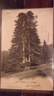 JURA VAUDOIS UN GOGAN ARBRE SAPIN  CANTON DE VAUD ENVOI A KHEREDDINE TUNISIE 1903 - Autres & Non Classés