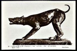 A66  MAROC CPA VOLUBILIS  - LE CHIEN DE BRONZE - Verzamelingen & Kavels