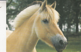 CHEVAUX - Chevaux