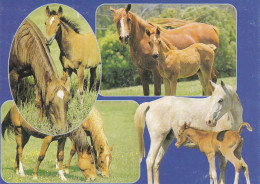 CHEVAUX - Chevaux