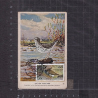 [Carte Maximum / Maximum Card / Maximumkarte] Saint Pierre Et Miquelon 2022 | Spotted Sandpiper - Maximum Cards